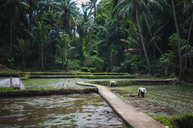 Rice paddies in Bali, Indonesia